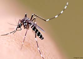 Surto com dengue ano 2019
