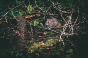 desratizacao como funciona: rato no meio ambiente