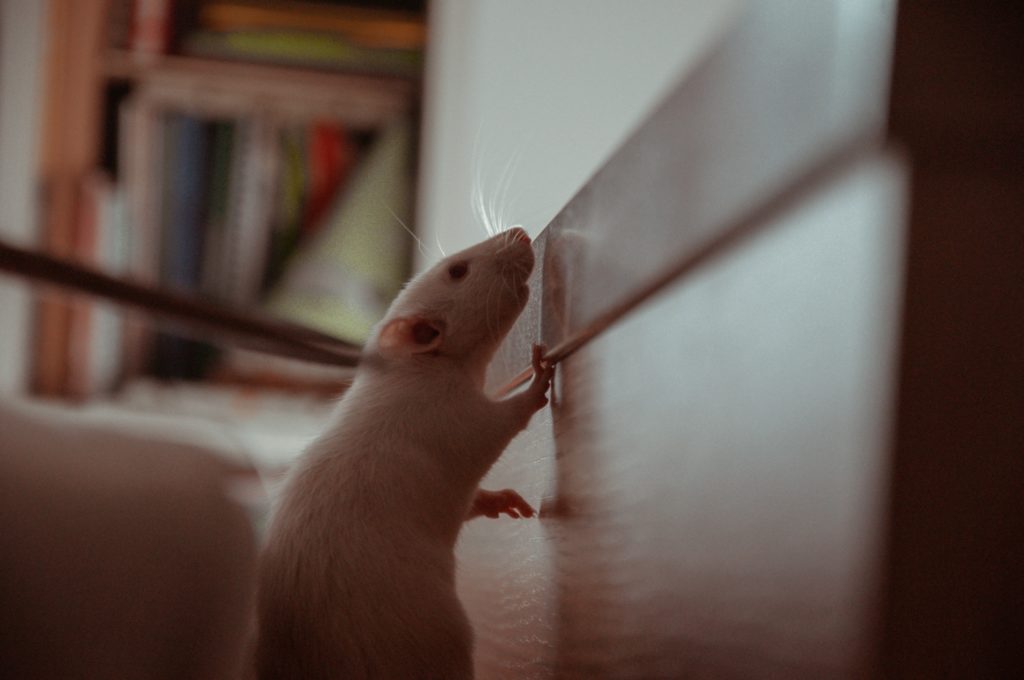 desratizacao como funciona: um rato se apoiando em um sofá