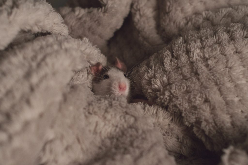 desratização como funciona: um rato enrolado em uma coberta