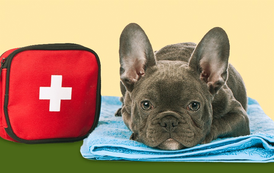 foto de um cachorro, ao lado de uma mala de emergência