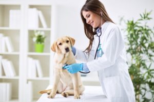 uma médica veterinária, fazendo um exame em um cachorro